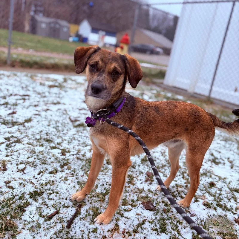 A young medium-sized male Mixed Breed dog named Genesis for adoption in Fenton, MI