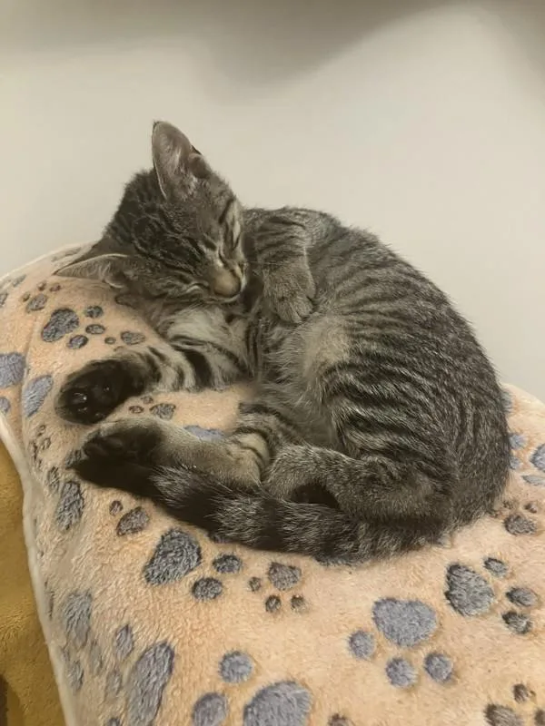 A baby small-sized male Domestic Short Hair cat named Jack for adoption in Skillman, NJ