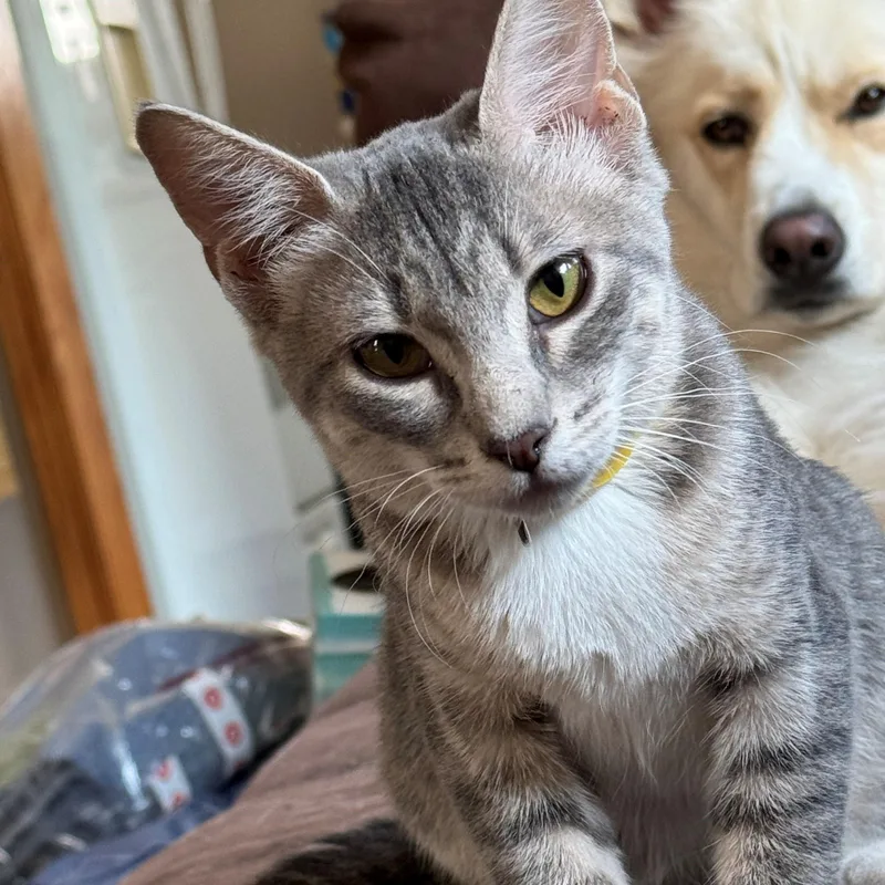 A young medium-sized female Tabby (Gray / Blue / Silver) Domestic Short Hair cat named Skittles for adoption in Minneapolis, MN