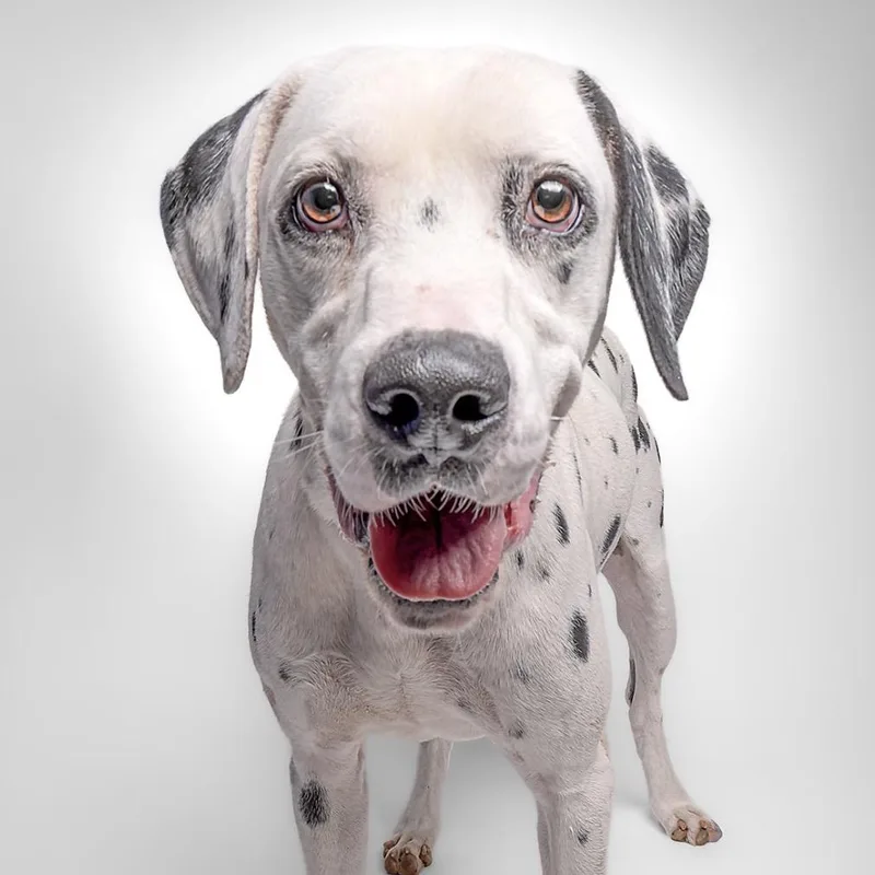 A young medium-sized male White / Cream Dalmatian dog named Dillon for adoption in Sonoma, CA