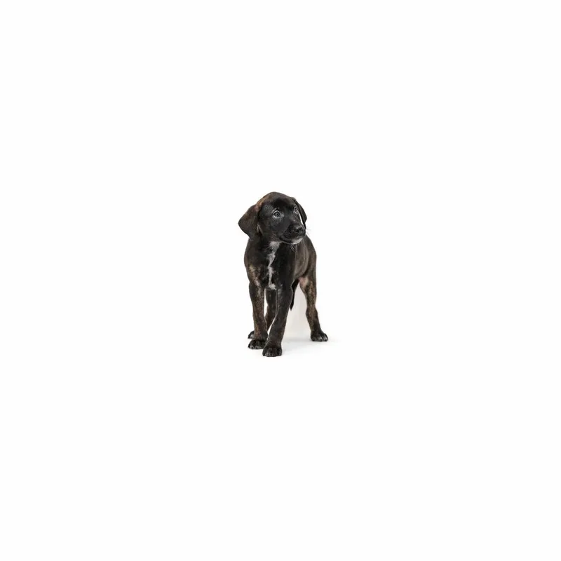 A baby medium-sized male Black Border Collie dog named MacAllister for adoption in Playa Vista, CA