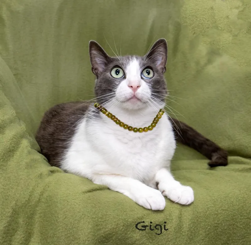 An adult medium-sized female Domestic Short Hair cat named Gigi for adoption in Hot Springs Village, AR