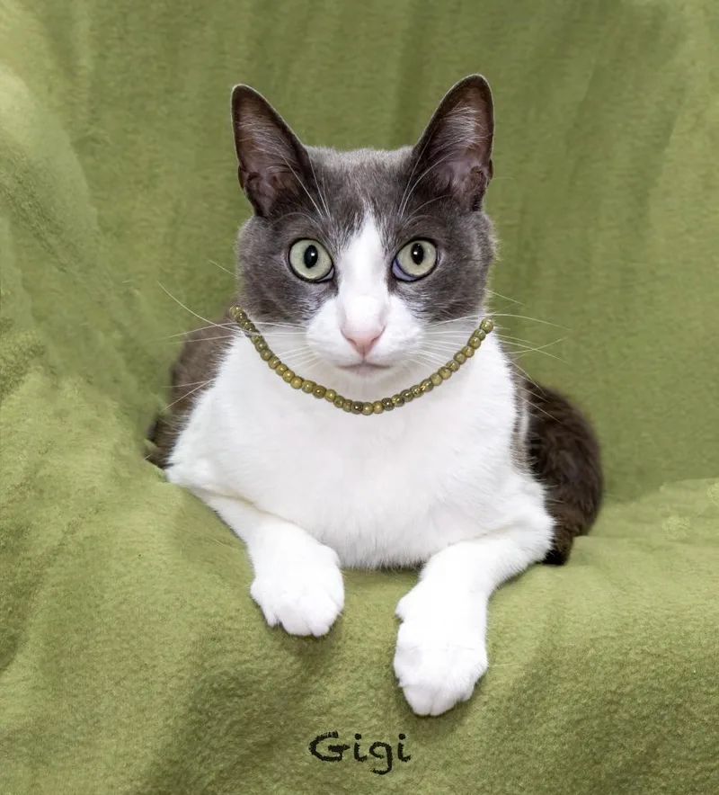 Gigi thumbnail 2