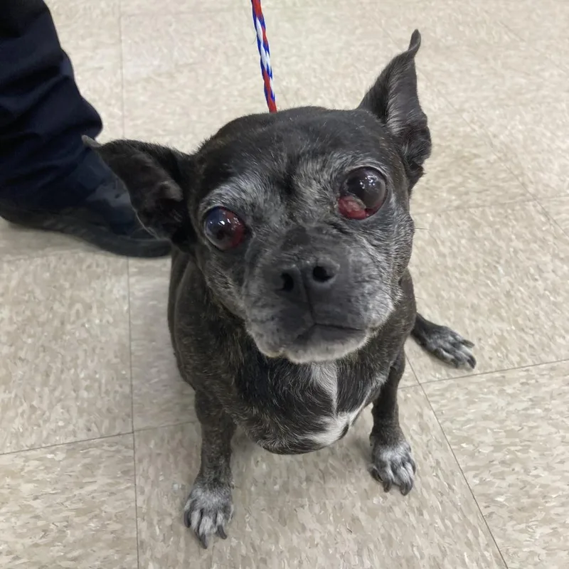 A senior small-sized female Black Pug dog named Dog for adoption in Bullhead City, AZ