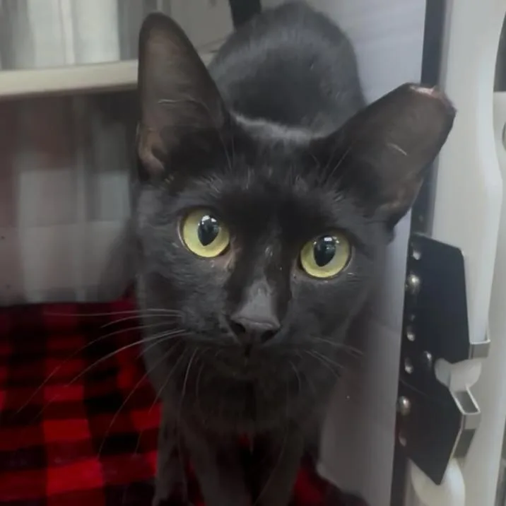 An adult medium-sized female Black Domestic Short Hair cat named Apple for adoption in Corpus Christi, TX