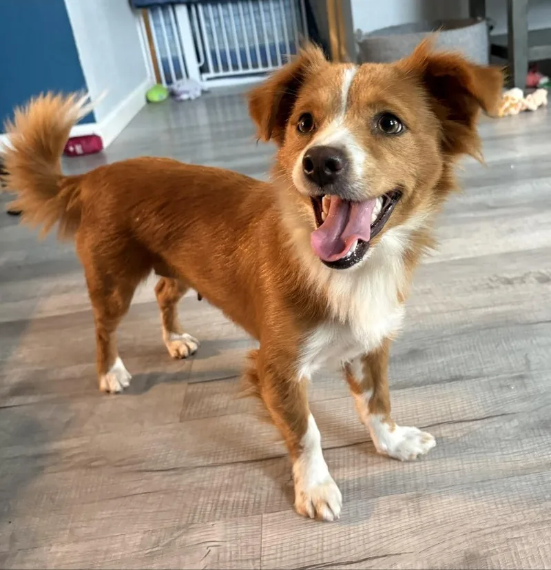 An adult small-sized female Cocker Spaniel dog named Sarah for adoption in Brentwood, CA