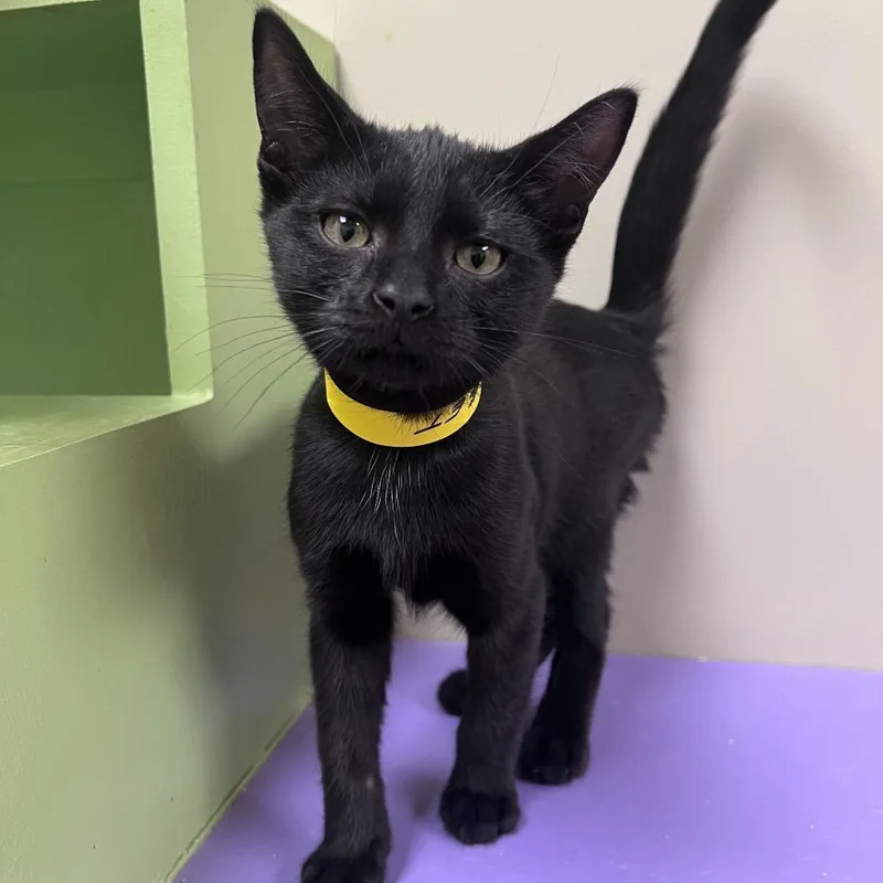 A baby small-sized male Black Domestic Short Hair cat named Nugget for adoption in Arlington Heights, IL