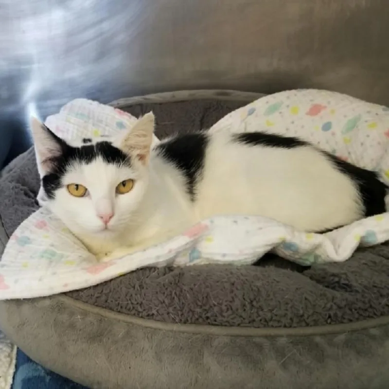 A young medium-sized female Black & White / Tuxedo Domestic Short Hair cat named Dolly for adoption in Greensburg, PA
