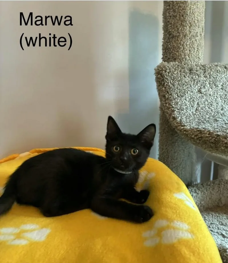 A baby medium-sized female Abyssinian cat named Marwa for adoption in Wyandotte, MI
