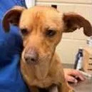 A young small-sized male Brown / Chocolate Chihuahua dog named Canelo for adoption in Calverton, NY