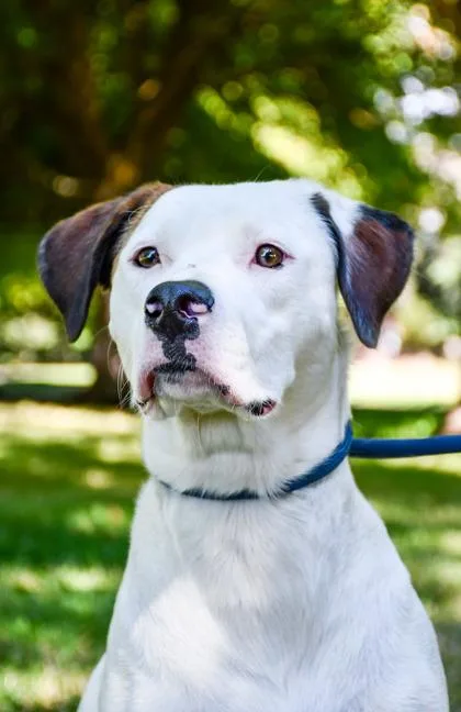An adult large-sized female Hound dog named Darcy Lynn for adoption in Yakima, WA