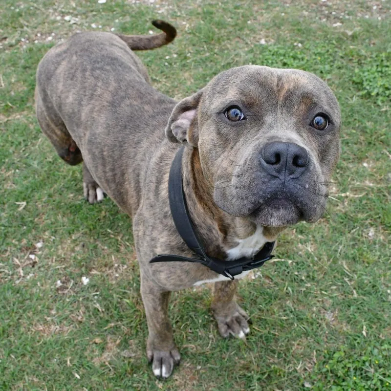 An adult large-sized male Brindle Pit Bull Terrier dog named Emerson for adoption in Beaumont, TX