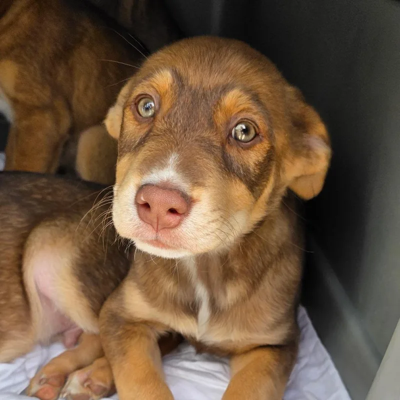 A baby medium-sized male Brown / Chocolate Labrador Retriever dog named Gunner for adoption in Goltry, OK