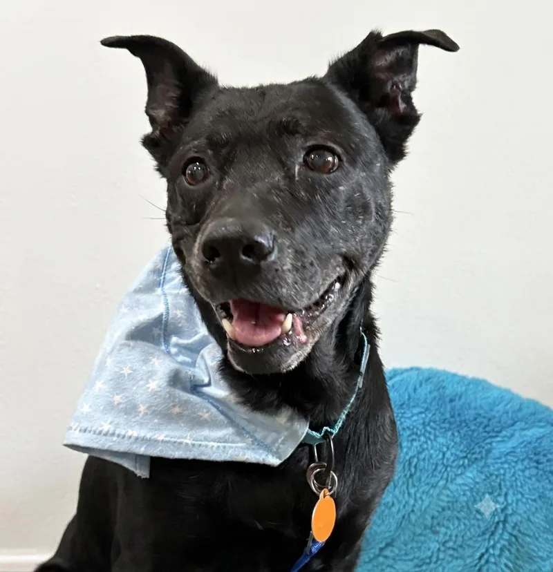 A senior medium-sized female Black Labrador Retriever dog named Sneezy for adoption in Brooklyn, NY