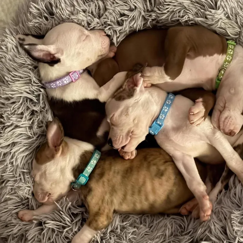 A baby small-sized female Brown / Chocolate Pit Bull Terrier dog named Caracal for adoption in Buffalo, MN