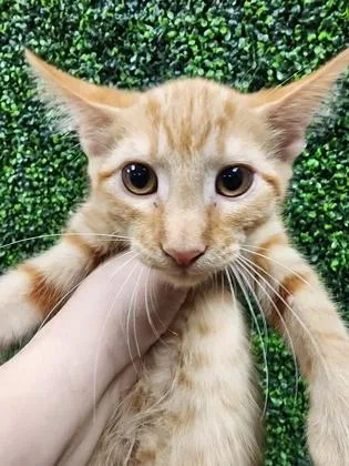 A baby small-sized male Domestic Short Hair cat named Barry $ for adoption in Seneca, SC