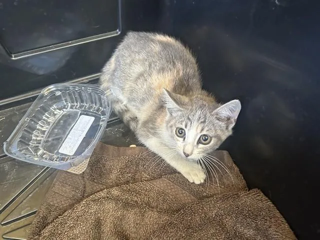 A baby small-sized female Domestic Short Hair cat named Desirae for adoption in Ontario, CA