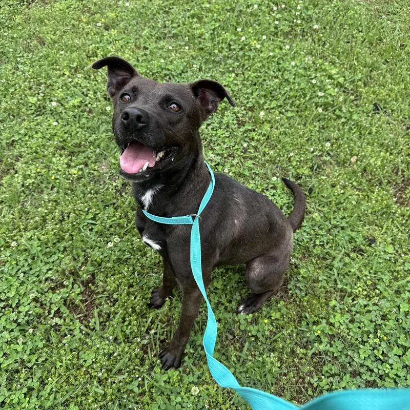 A young medium-sized male Bicolor Mountain Cur dog named Lexi for adoption in Sherman, TX