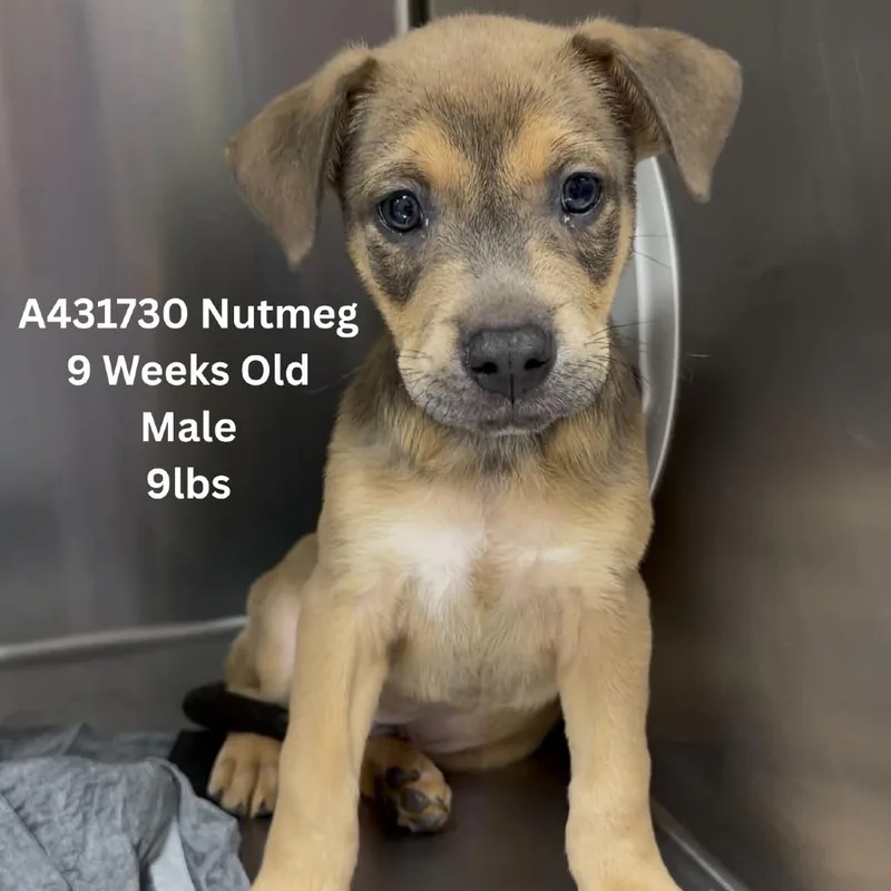 A baby small-sized male Brown / Chocolate Pit Bull Terrier dog named Nutmeg for adoption in Tomah, WI