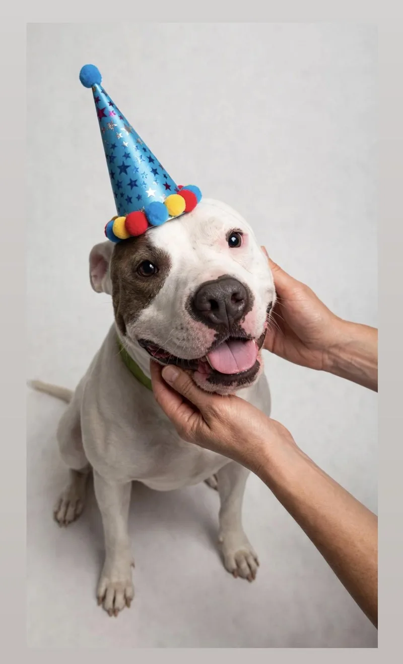 An adult large-sized male American Bully dog named Conway for adoption in Houston, TX