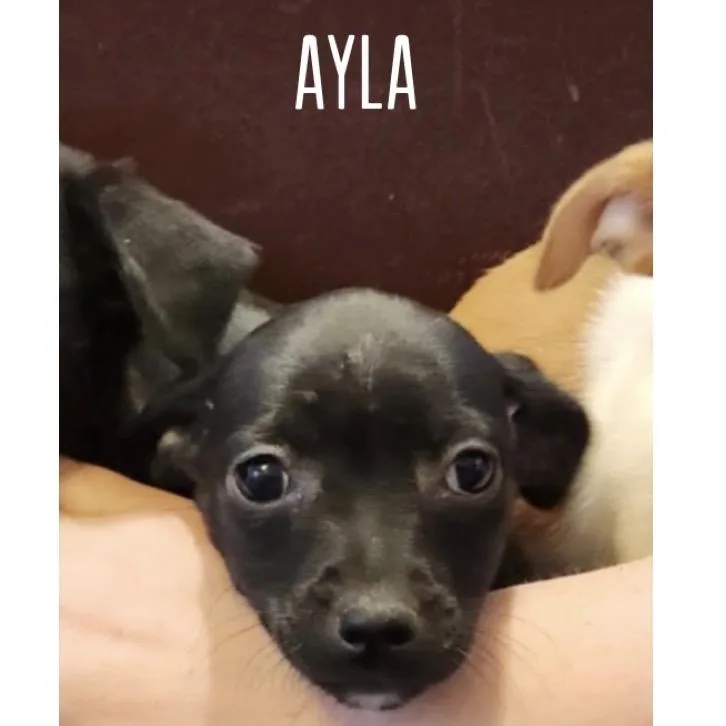 Ayla