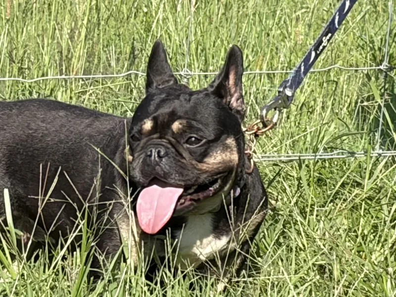 Pippa
