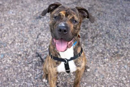 An adult extra large-sized male Great Dane dog named Bruce for adoption in Golden Valley, MN