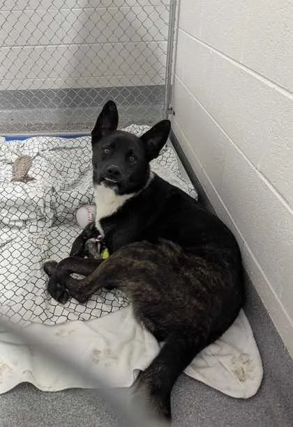 A young large-sized male Mixed Breed dog named Tigger for adoption in Sevierville, TN