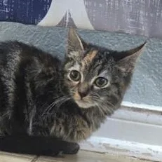 A baby medium-sized female Tortoiseshell Domestic Medium Hair cat named Pooh for adoption in Liverpool, TX