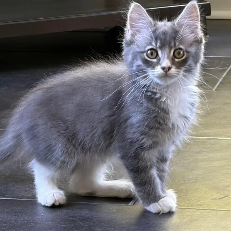 A baby medium-sized male Gray / Blue / Silver Domestic Medium Hair cat named Quincy for adoption in Kentwood, MI