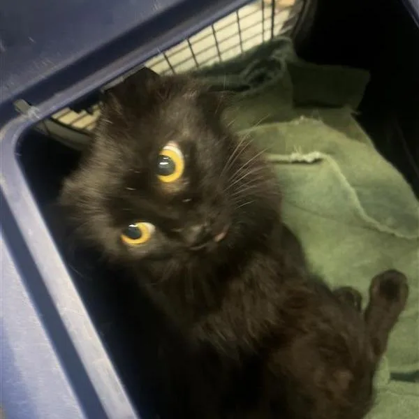 A young medium-sized female Black Domestic Medium Hair cat named Cat Benetar for adoption in Tacoma, WA
