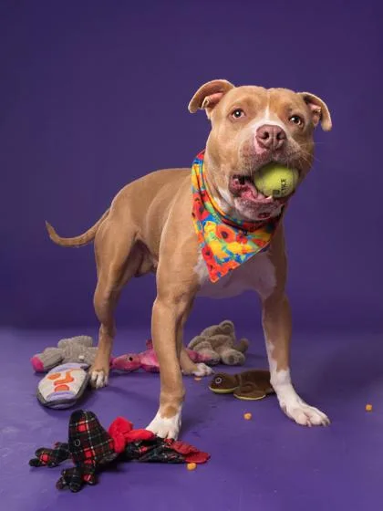 An adult large-sized male Pit Bull Terrier dog named Johnny Rocket for adoption in Atlanta, GA