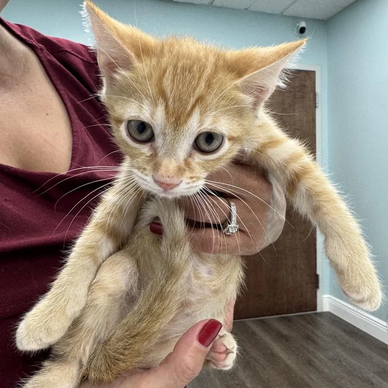 A baby small-sized male Orange / Red Domestic Short Hair cat named Sam for adoption in Hamburg, NY