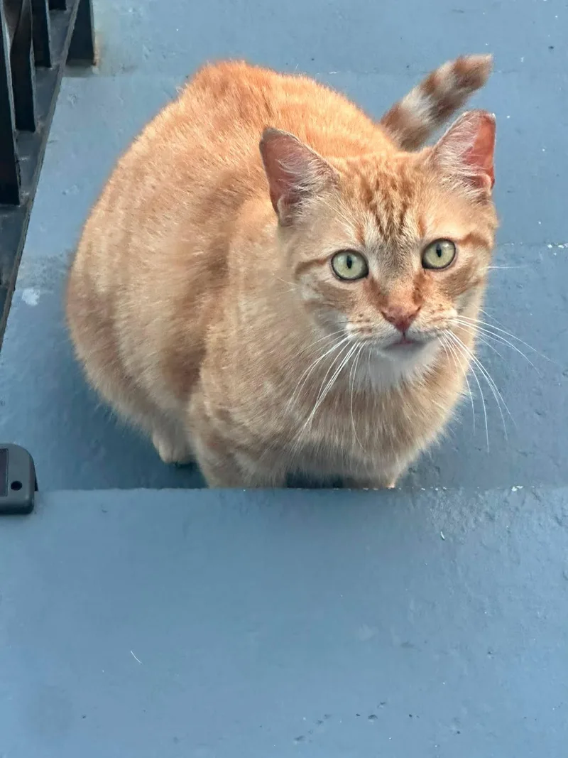 An adult large-sized male Orange / Red Domestic Short Hair cat named Pedro for adoption in Jersey City, NJ