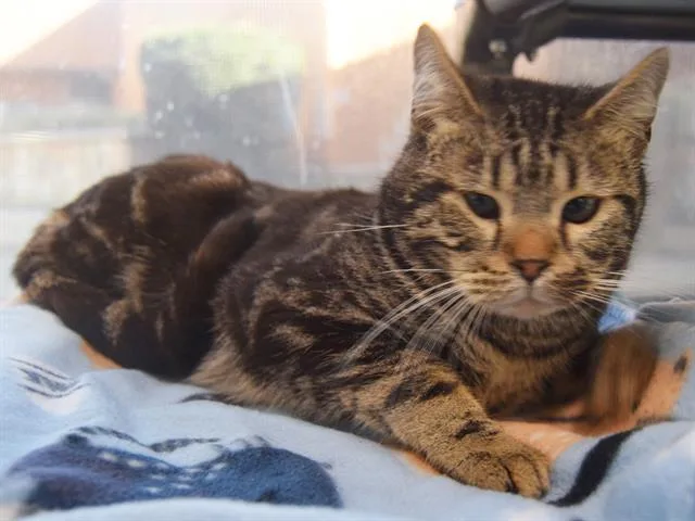 Rico Suave