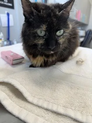 An adult large-sized female Domestic Short Hair cat named Lea for adoption in Lafayette, IN