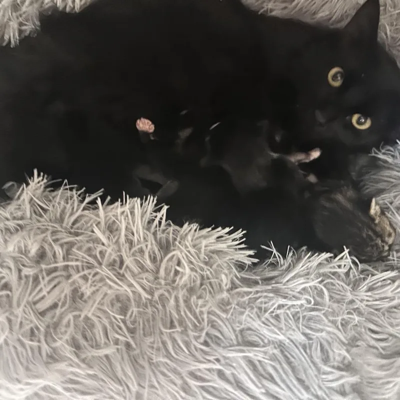 An adult medium-sized female Black Domestic Medium Hair cat named Water the Flowers for adoption in Westminster, CA