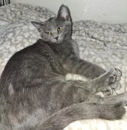 A young small-sized female Domestic Short Hair cat named Shock for adoption in Phoenix, AZ