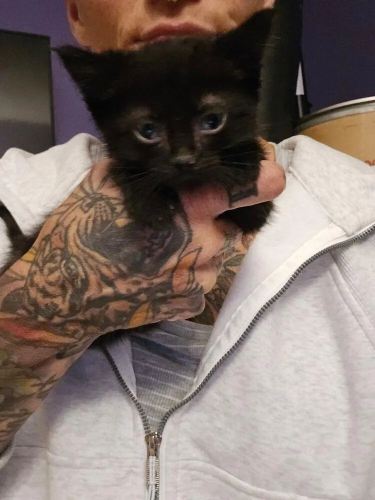 A baby small-sized male Black Domestic Short Hair cat named Robbie for adoption in Vancouver, WA