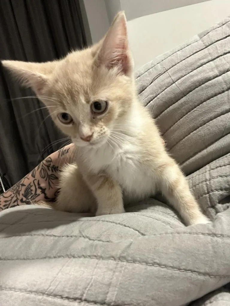 A baby medium-sized male Domestic Short Hair cat named Cheerios for adoption in Pomona, NY