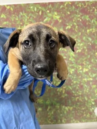 A young small-sized female Shepherd dog named Winnie for adoption in San Antonio, TX