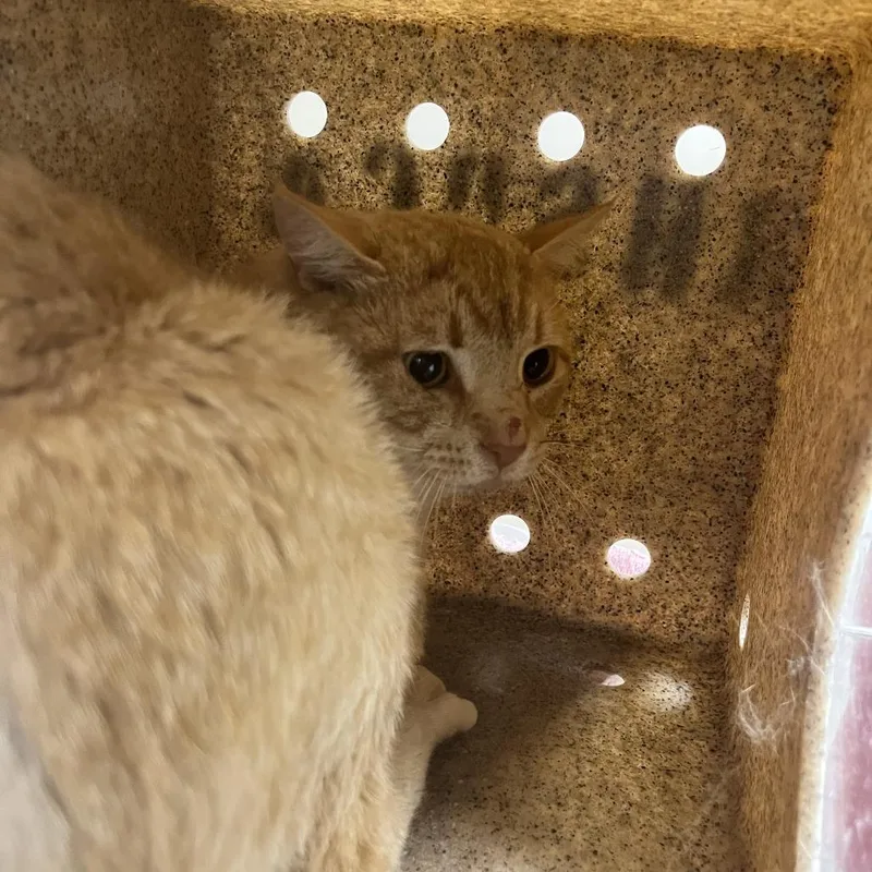 An adult large-sized male Orange / Red Domestic Short Hair cat named 70919 for adoption in Harrisonburg, VA