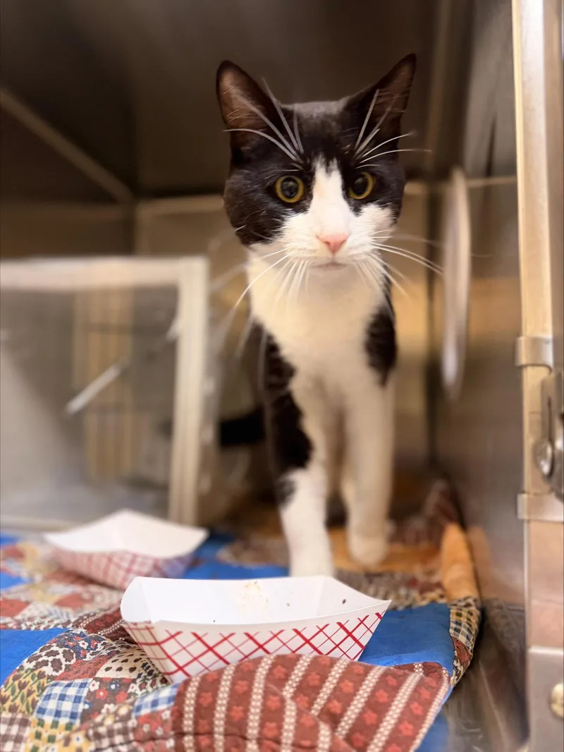 An adult medium-sized male Black & White / Tuxedo Domestic Short Hair cat named Mylo for adoption in Herndon, VA