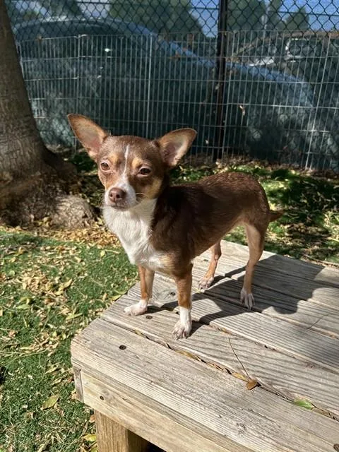 A young small-sized female Chihuahua dog named A for adoption in Fremont, CA
