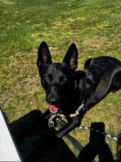 An adult large-sized female Dutch Shepherd dog named Cady for adoption in Methuen, MA