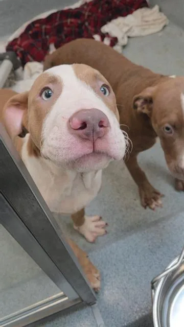 A baby small-sized male Pit Bull Terrier dog named Dave for adoption in Indianapolis, IN