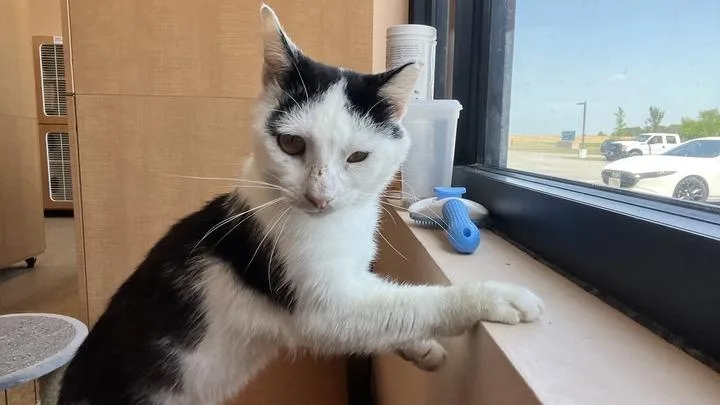 An adult medium-sized male Black & White / Tuxedo Domestic Short Hair cat named Bobble for adoption in Chestertown, MD