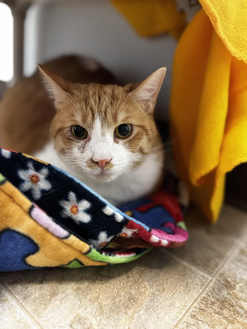 An adult large-sized male Orange & White Domestic Short Hair cat named Sparky for adoption in Dodgeville, WI