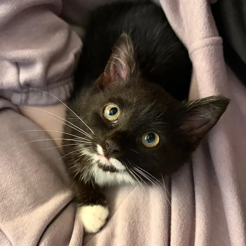 A baby small-sized female Black Domestic Short Hair cat named Toivo for adoption in Binghamton, NY