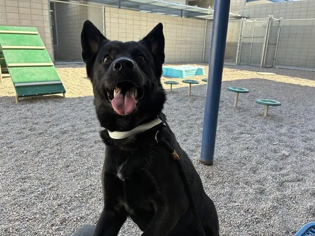 A young large-sized female Akita dog named Luna for adoption in Mesa, AZ